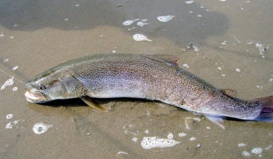 Животные Тайги