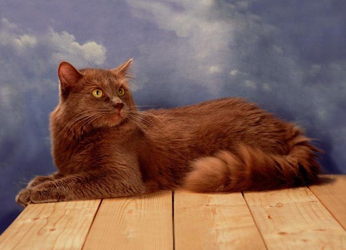 Шоколадный тиффани