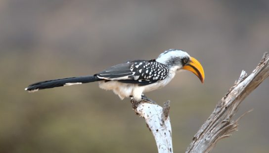 Растительный мир Африки: список редких представителей флоры и фауны, эндемики африканского континента