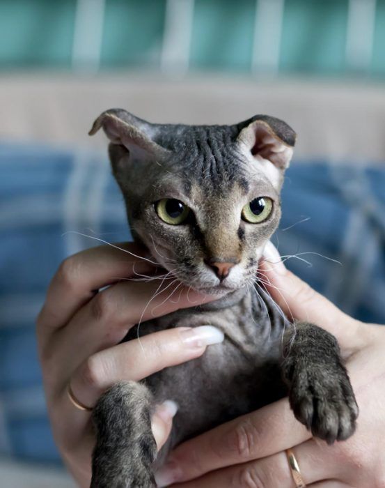 Левка недоволен Левкой кот из Украины