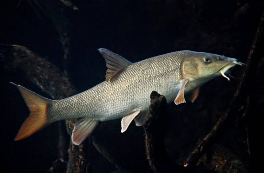 Крымские эндемичные растения и животные