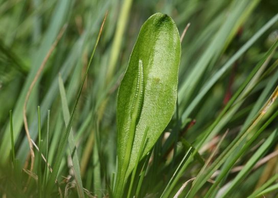 Животные, занесенные в Красную книгу Красноярского края - названия, описание