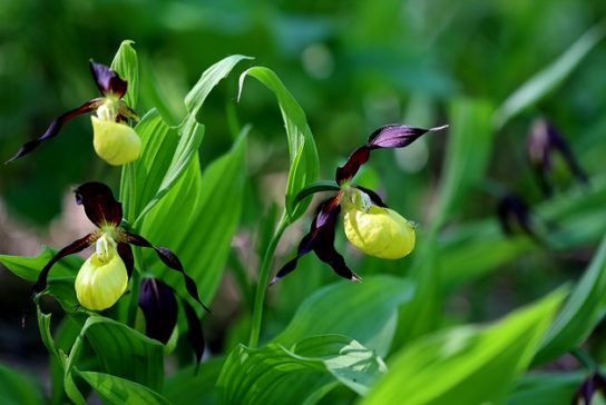 Крымские эндемичные растения и животные