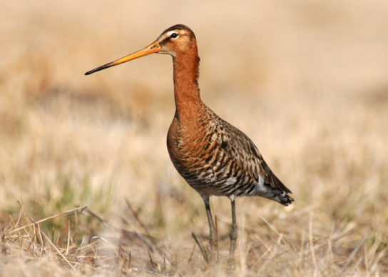 Крымские эндемичные растения и животные