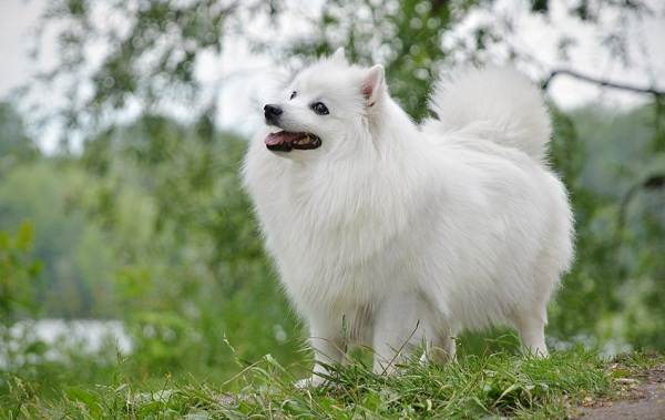 Японский шпиц-описание-особенности-уход-и-содержание-порода-11