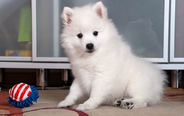 Японский шпиц-описание-особенности-уход-и-содержание-порода-4