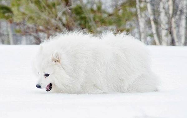 Японский шпиц-описание-особенности-уход-и-содержание-порода-8