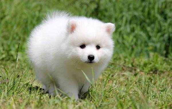 Японский шпиц-собака-описание-особенности-уход-и-содержание-порода-9