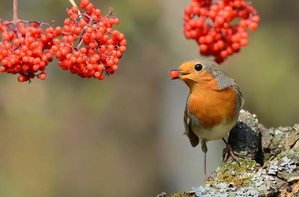 Робин-птица-Описание-особенности-образа жизни и среды обитания-малиновки-10