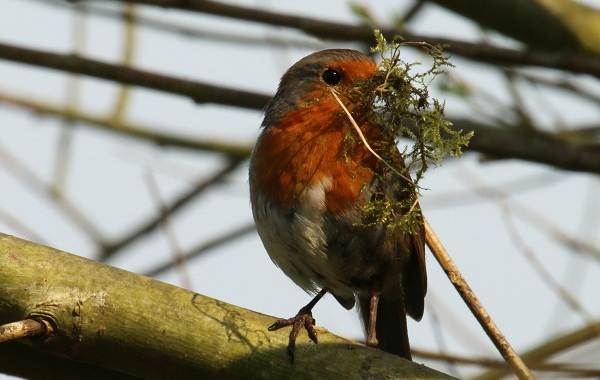 Робин-птица-Описание-особенности-образа жизни и среды обитания-малиновки-11