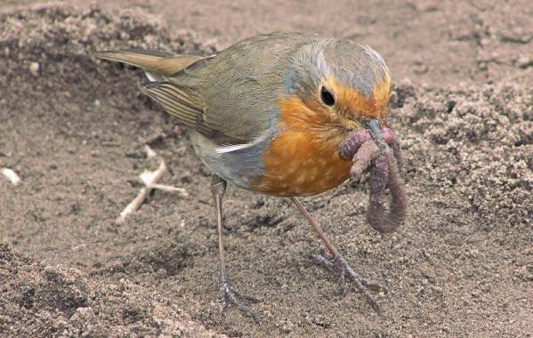 Робин-птица-Описание-особенности-образа жизни-и-среда обитания-малиновки-12