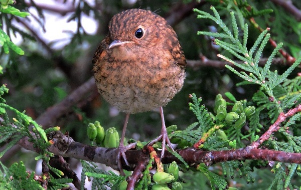 Робин-птица-Описание-особенности-образа-образа-и-среды-обитания-малиновки-13
