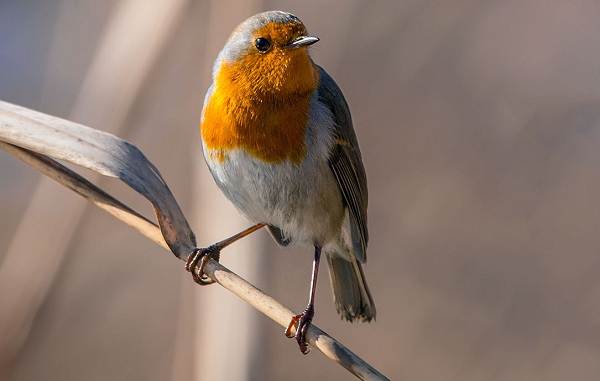 Робин-птица-Описание-особенности-образа жизни-и-среда обитания-малиновки-2