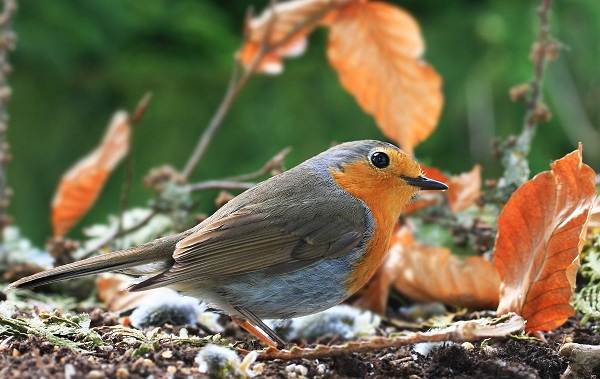 Робин-птица-Описание-особенности-образа жизни-и-среда обитания-малиновки-3