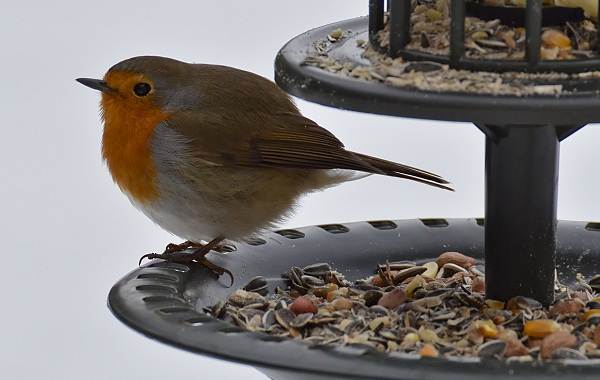 Робин-птица-Описание-особенности-образа жизни-и-среда обитания-малиновки-9