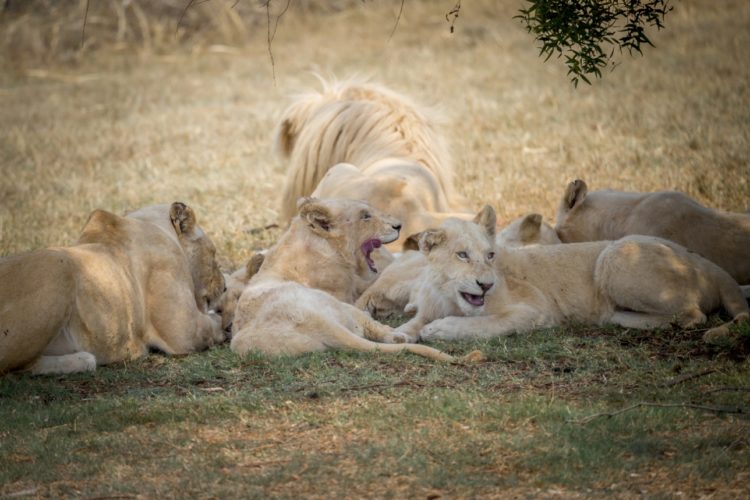 Белые львы: описание