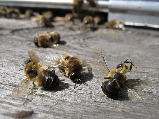 Трутень: кто это такой в пчелиной семье, как выглядит