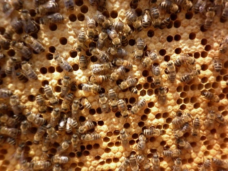 Трутень: кто это такой в пчелиной семье, как выглядит