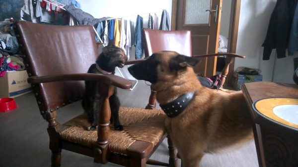 Малинуа и кошка Малинуа и кошка