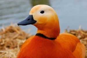 огонь горит