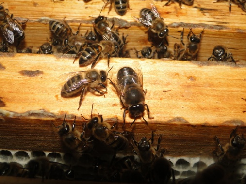 Трутень: кто это такой в пчелиной семье, как выглядит