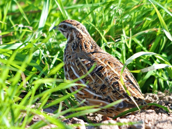 Обыкновенный перепел