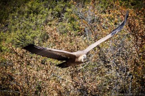 Белоголовый сип фото Крым