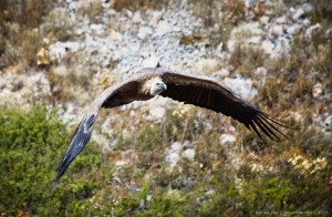Белоголовый сип фото Крым