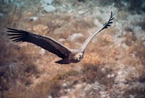 Белоголовый сип фото Крым