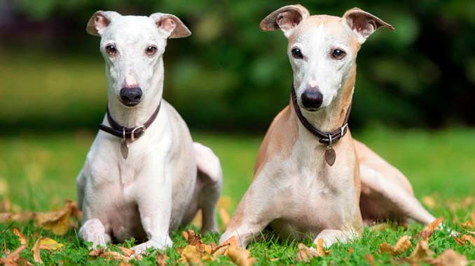 пара собак породы Уиппет фото