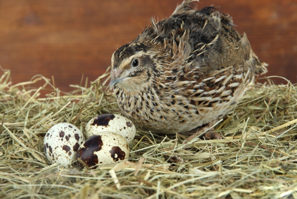 С возрастом самки яйца теряют качество