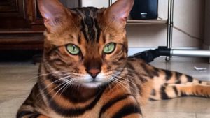 Бенгальская кошка: описание породы, характер, характеристика, размеры и вес, рост, окрас, разведение, содержание и уход