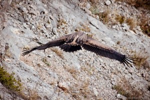 Белоголовый сип фото Крым