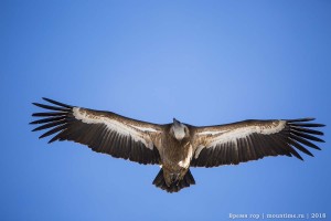 Белоголовый сип фото Крым