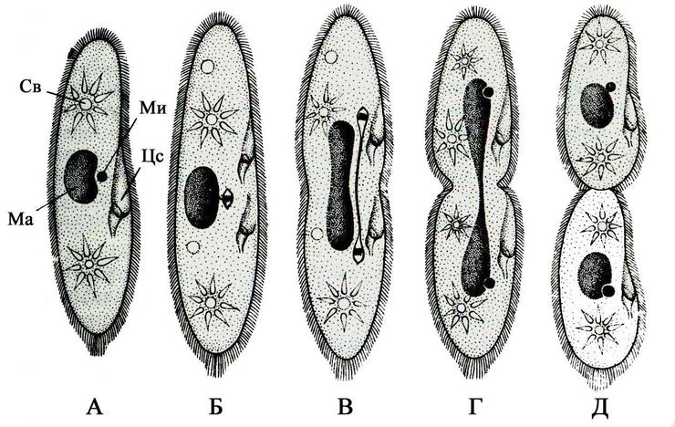 инфузория размножение