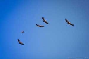 Белоголовый сип фото Крым стая