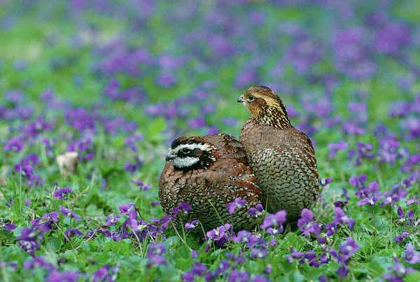 Развитие сельского хозяйства вытесняет птиц из природы