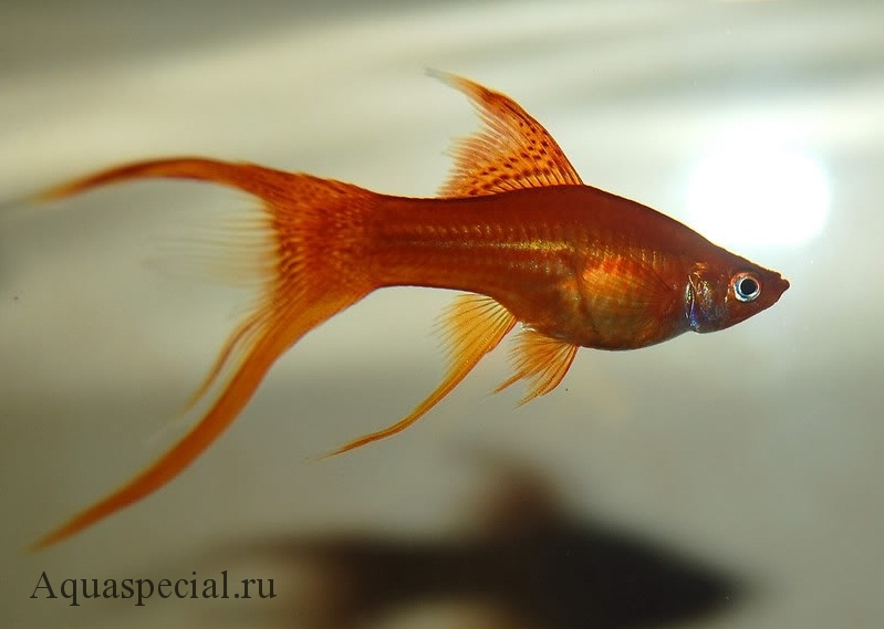 Лирохвостый меченосец. Виды меченосцев с фото