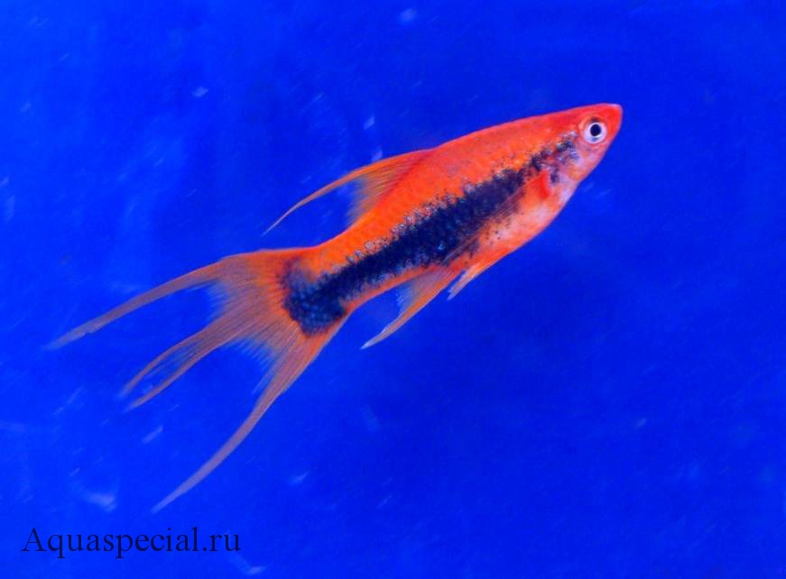 Вильчатый меченосец. Виды меченосцев