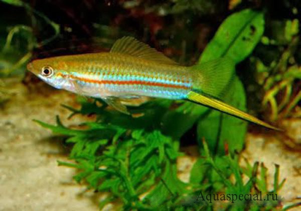 Меченосец клеменции как выглядит