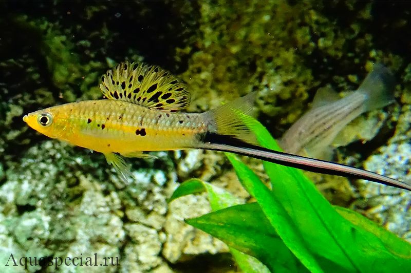 Меченосец Монтесумы фото