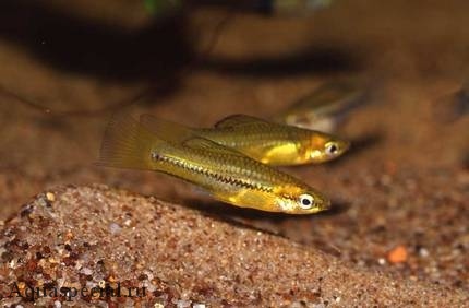 Меченосец пигмеи Меченосец пигмей фото