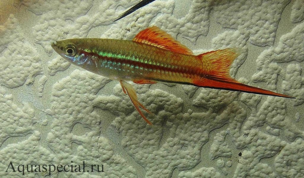 Фото радужного меченосца