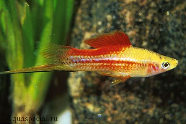 Ананасовый меченосец. Как ухаживать