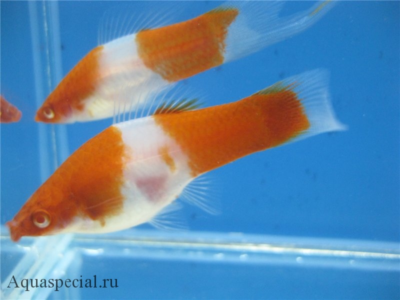 Кои Кохаку фото меченосца