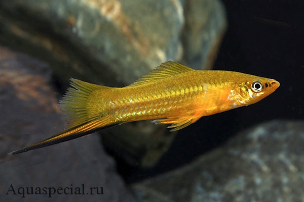 Лимонный меченосец. Золотой меченосец