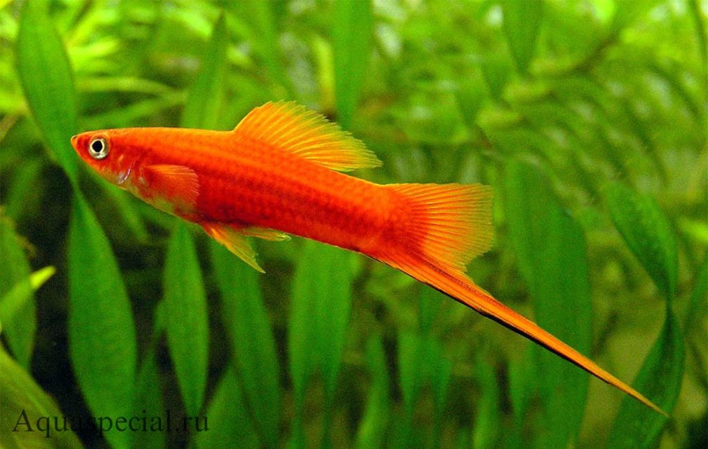 Красный меченосец самец фото