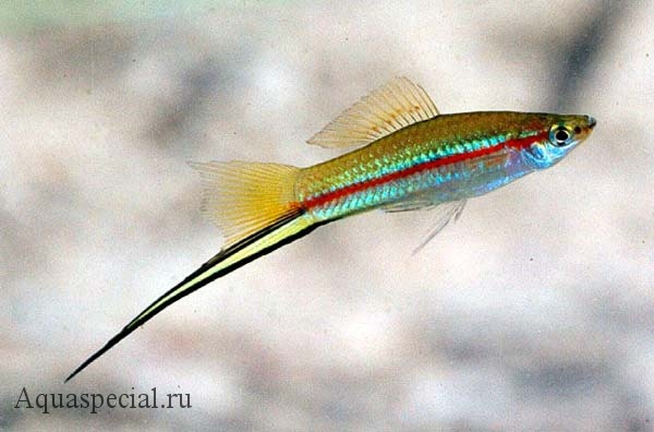 Зеленый меченосец как отличить