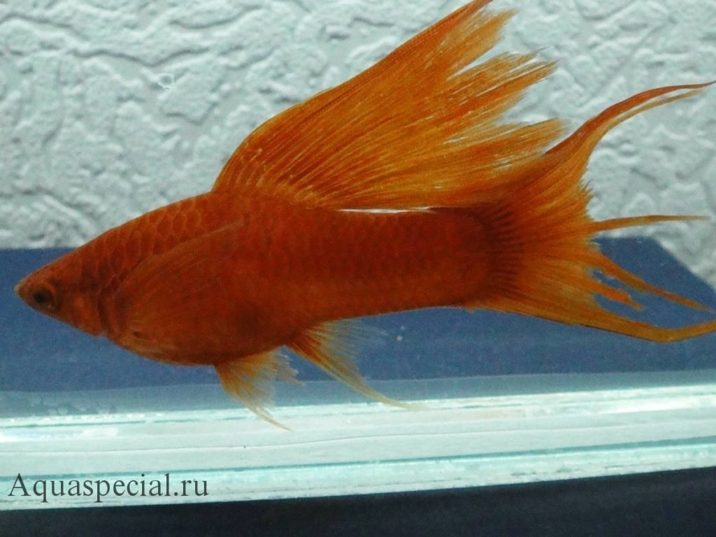 Вуалевый меченосец как отличить