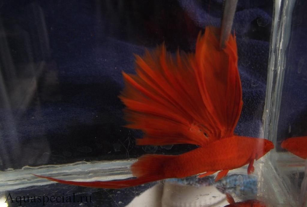 Парусный красный меченосец